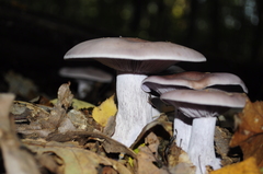 Lepista nuda