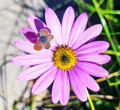 Dimorphotheca jucunda