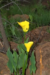 Zantedeschia pentlandii