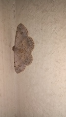 Digrammia ocellinata