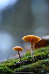 Galerina