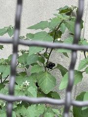 Solanum nigrum