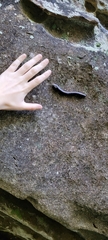 Diplopoda