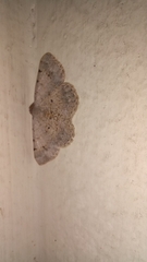 Digrammia ocellinata