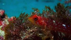 Tripterygion delaisi