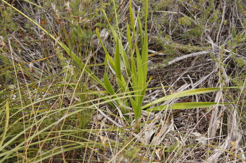 Image of Trachyandra hirsuta by (c) Tony Rebelo, some rights reserved (CC BY-SA)