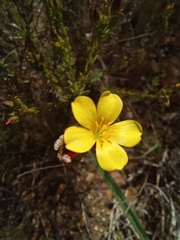 Linum africanum
