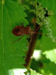 Coreus marginatus marginatus