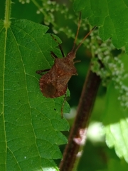 Coreus marginatus marginatus