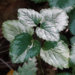 Lamium galeobdolon argentatum