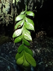 Tmesipteris lanceolata