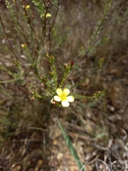 Linum africanum