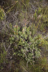 Syncarpha speciosissima