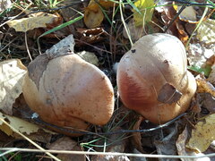 Cortinarius caperatus