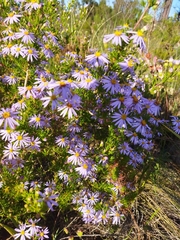 Felicia filifolia