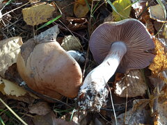 Cortinarius caperatus