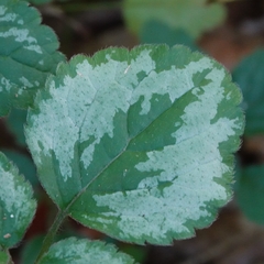 Lamium galeobdolon argentatum