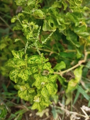 Croton bonplandianus
