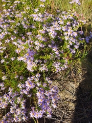 Felicia filifolia