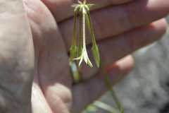 Pelargonium alchemilloides