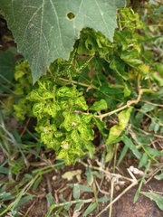 Croton bonplandianus
