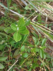Calotropis gigantea