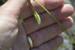 Pelargonium alchemilloides