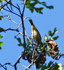 Leiothlypis virginiae