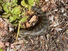 Tiliqua scincoides