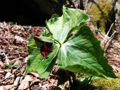 Trillium sulcatum