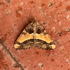 Frederickia hypaethrata