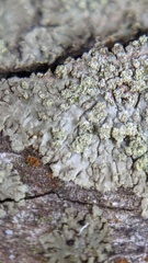 Hyperphyscia adglutinata
