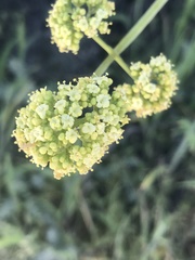 Valeriana crispa