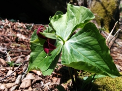 Trillium sulcatum
