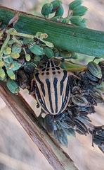 Graphosoma semipunctatum