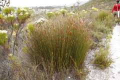 Hypodiscus argenteus