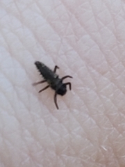 Harmonia axyridis