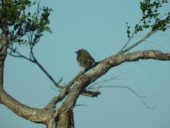 Embernagra platensis