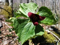 Trillium sulcatum