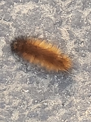 Pyrrharctia isabella