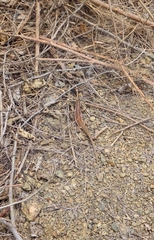 Medopheos edracanthus