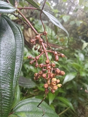 Miconia sintenisii