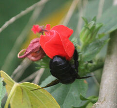 Xylocopa strandi