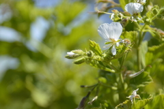 Pelargonium ribifolium