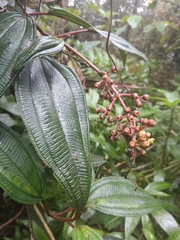 Miconia sintenisii