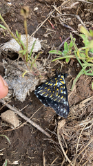 Catasticta teutila
