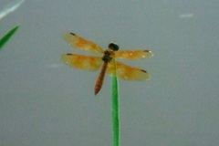 Perithemis