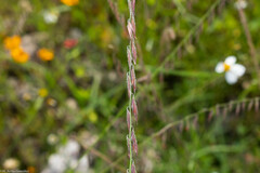 Bouteloua curtipendula