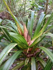 Freycinetia banksii