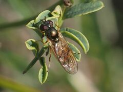 Melanostoma mellinum